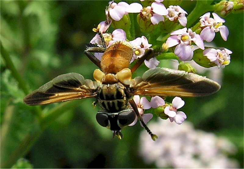 Trichopoda pictipennis (Diptera, Tachinidae)